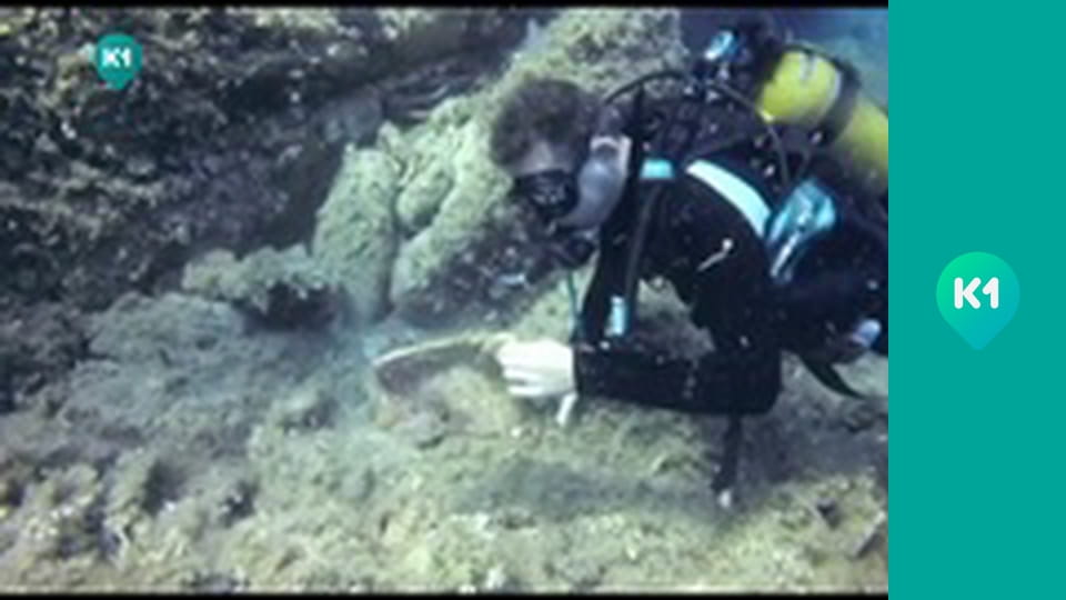 "Орёл и Решка. Дайджест".