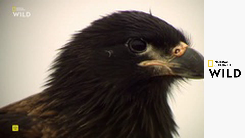 Zvířata v pohybu S1E1 - Invaze na Falklandech