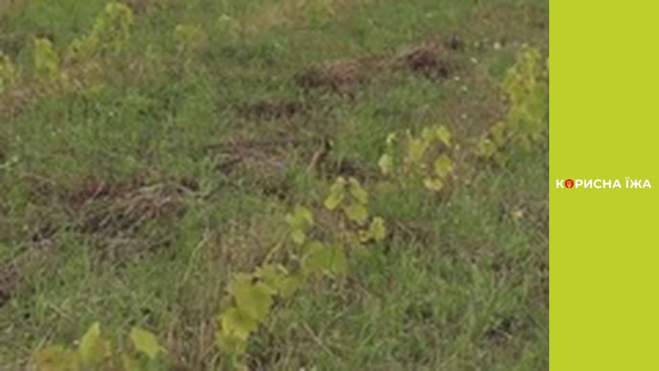 Т/с "Ягоды" - Серия 2