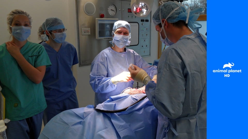 Скорая помощь для животных S1E10