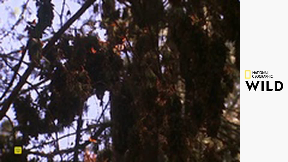 Zvířata v pohybu S1E2 - Úžasná cesta motýlů