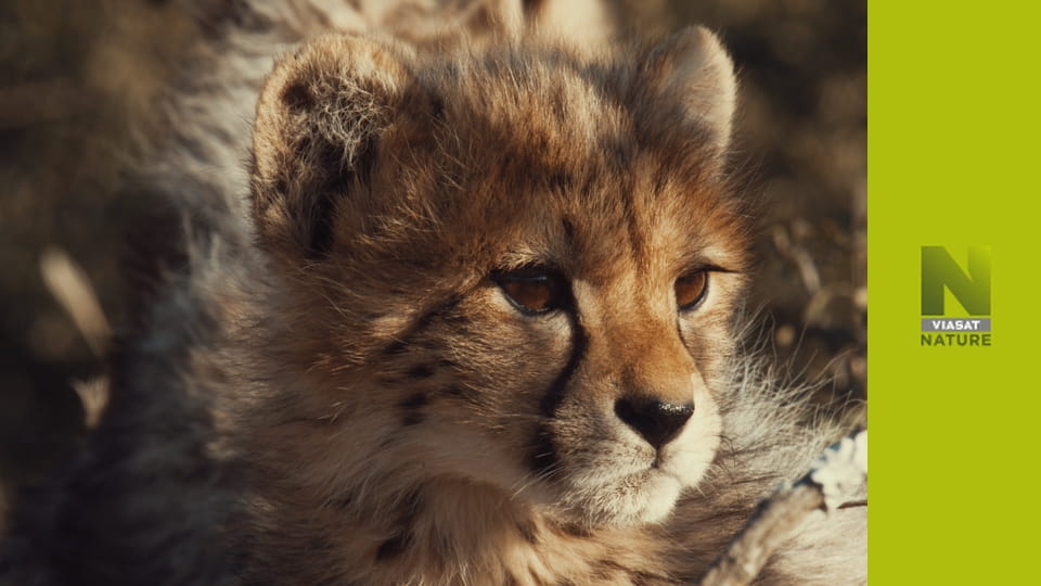 Гордість гепарда S1E3 - Втрачені й знайдені