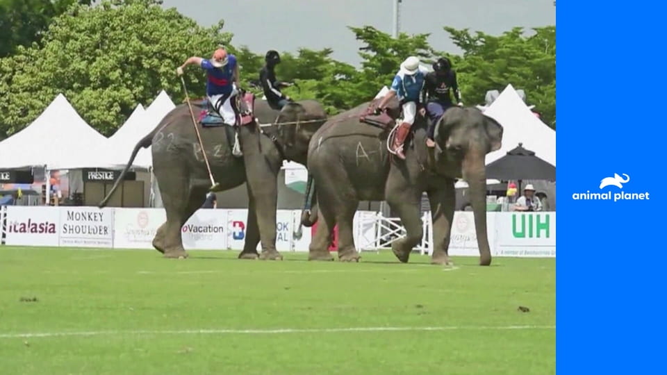 Жуткие, настоящие и странные