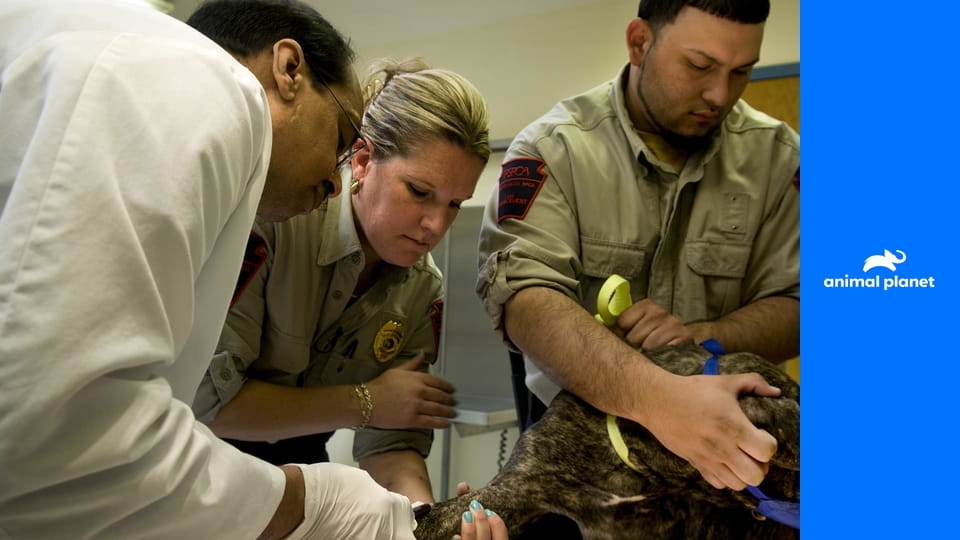 Полиция Филадельфии - отдел по защите животных S12E20 - Специальный выпуск: агенты-стажеры