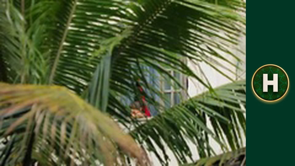 Орел і Решка. Земляни