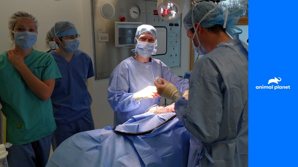 Скорая помощь для животных S1E10