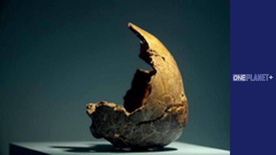 Подорож у Минуле, Випуск 11