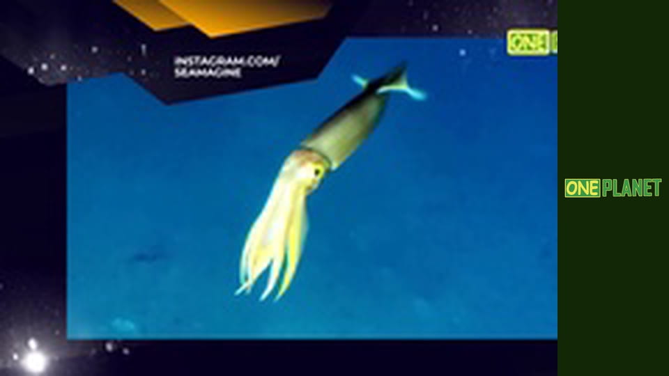 Дивовижне поруч, 8 еп.