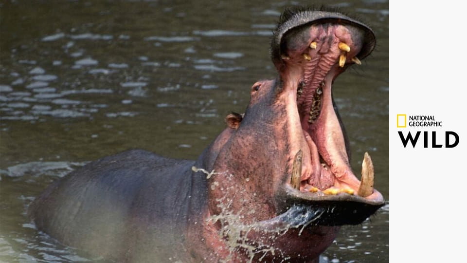 Тактика Убийц Животных