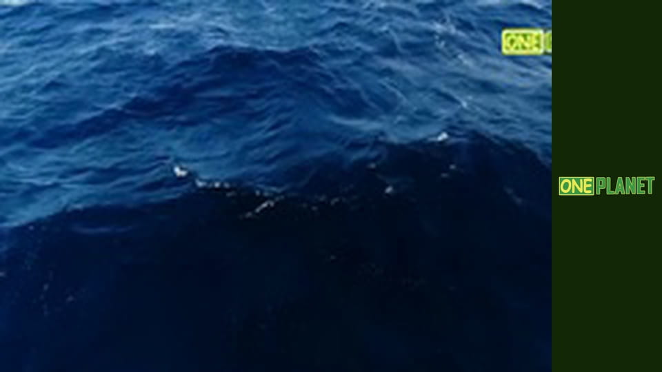 Большой Барьерный риф, 4 эп.