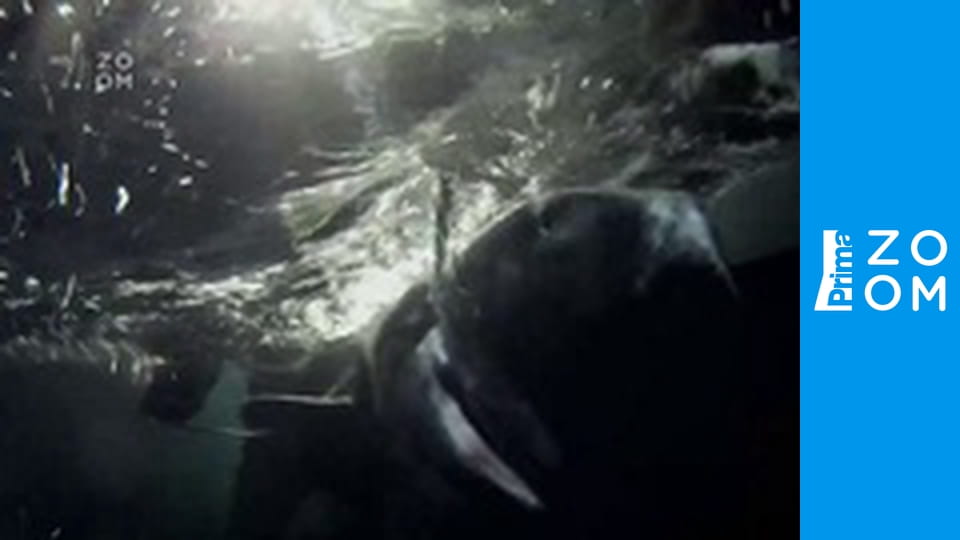 Říční monstra S9E5 - Chladnokrevný zabiják