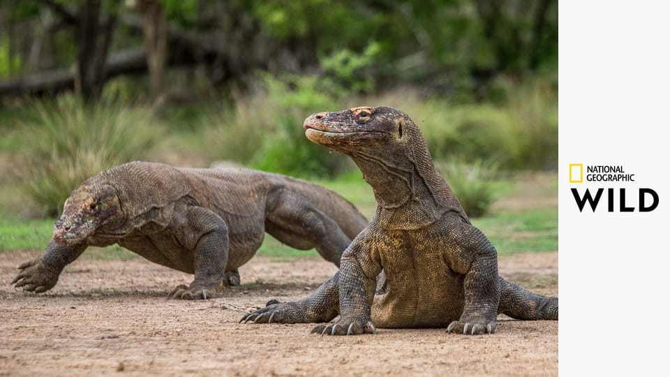 Неудачи хищников: Когда добыча атакует S99E1
