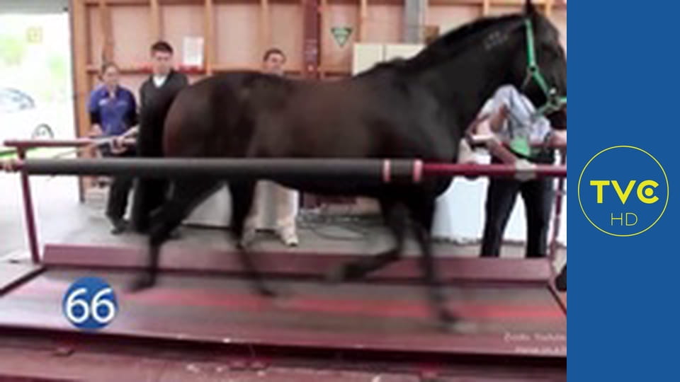 77 TV S3E3 - Przypadki sportowe i treningowe