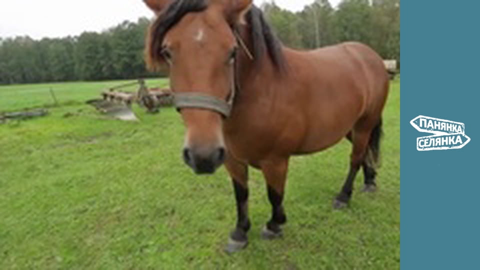 Панянка-селянка, Сезон 8, Випуск 3