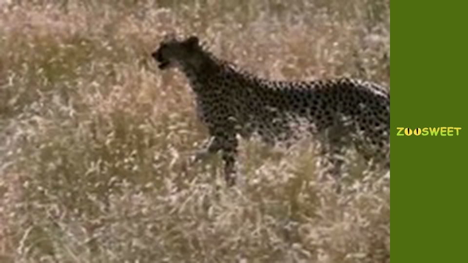 Wild Animals - episode 2