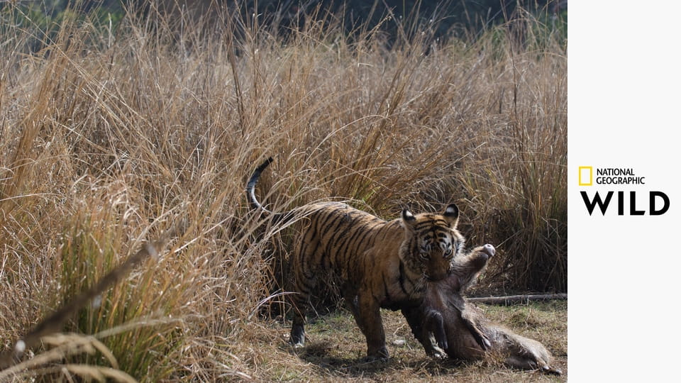 Самый знаменитый в мире тигр