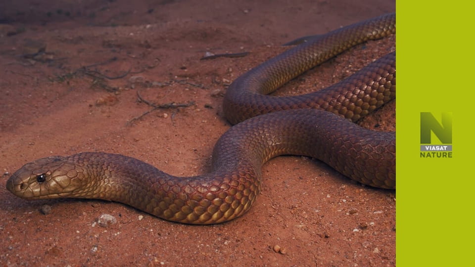 Екстремальні змії S1E1 - Австралія