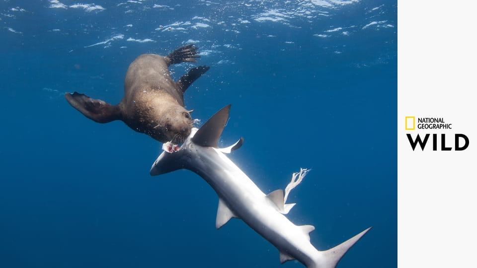 Акула против крокодила
