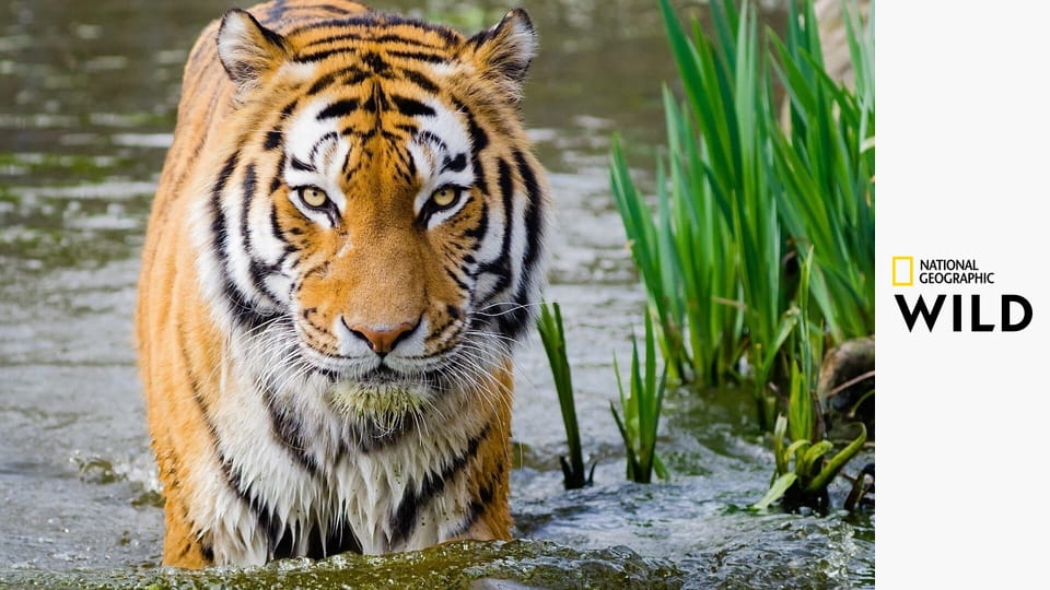 Кошачьи приемы