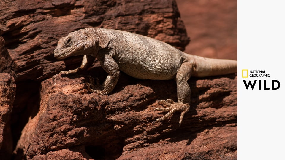 Планета рептилий