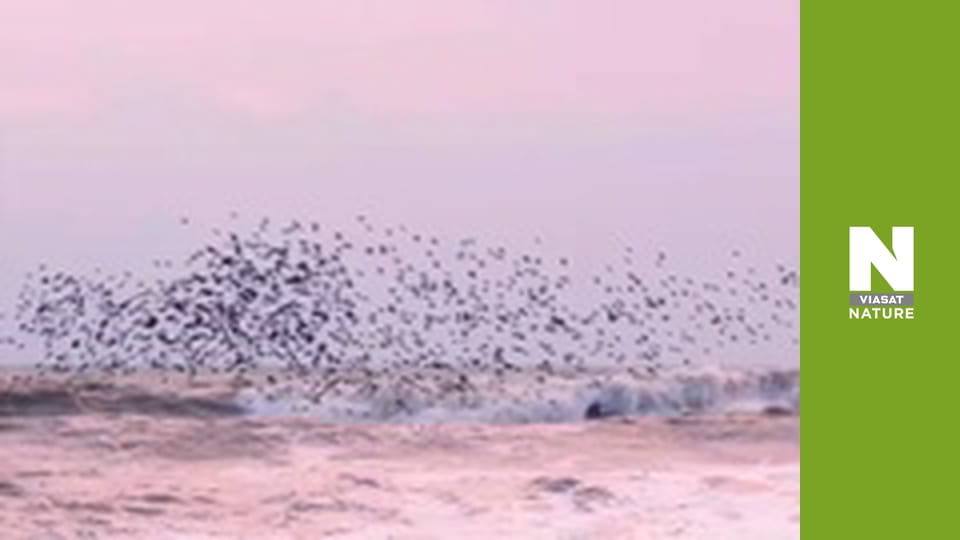 Еволюція - Відновлення