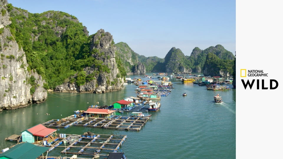 Дикий Вьетнам S1E2