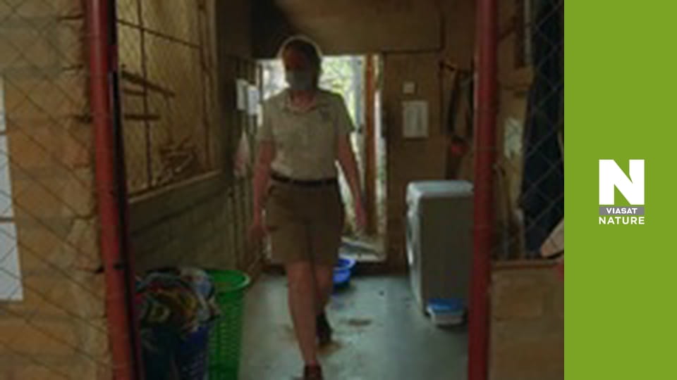 Malawi Wildlife Rescue - Tsiba's New Mum