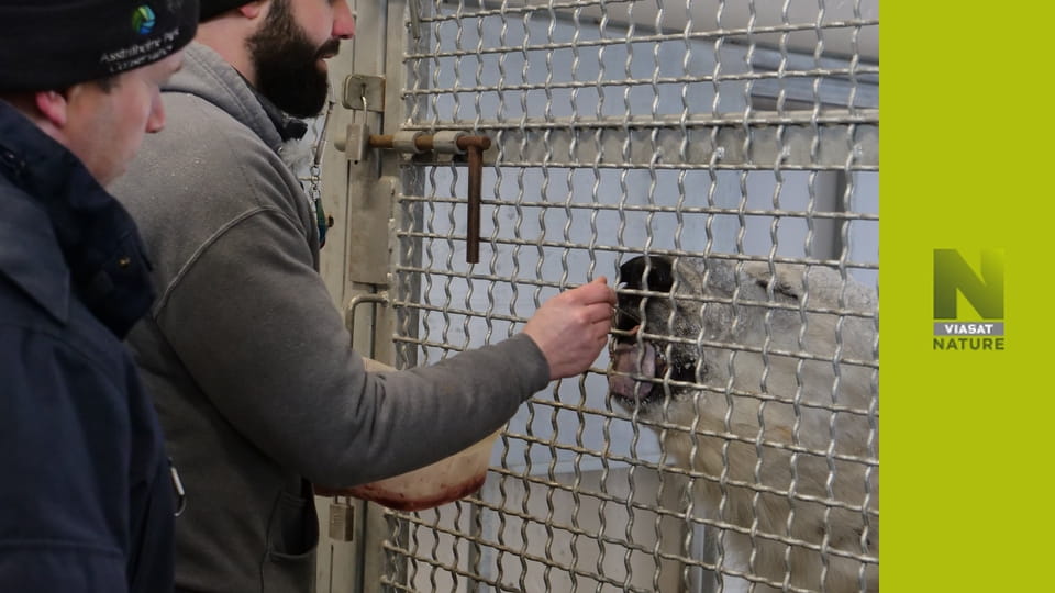 Арктичні ветерани S2E3 - Операція для снігового барса