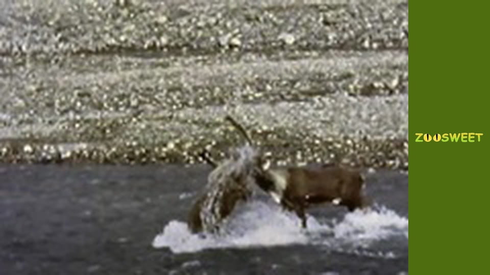 Дикі тварини - серія 1