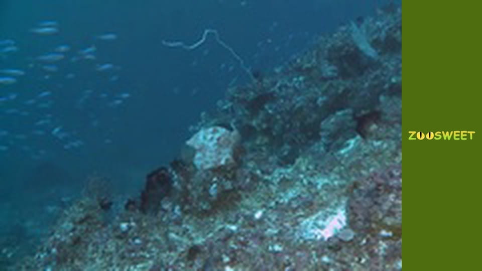 Моі друзі тварини. Підводна міссія - серія 23