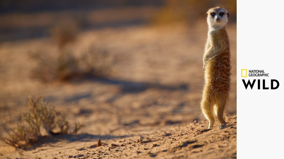 Дикие гении Африки