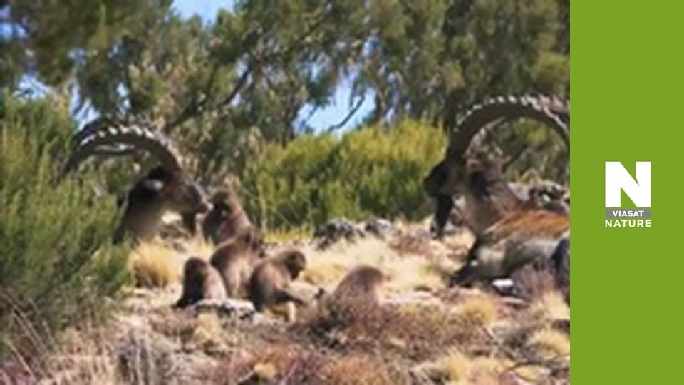 Nile: The Ultimate River - Lifeline in the Desert