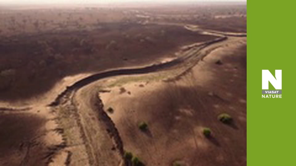 Hot Life: Africa - Leopard, Sand and Heat