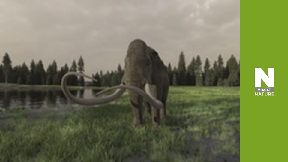 Lost Beasts: Unearthed - Secrets of the Giant Mammoths