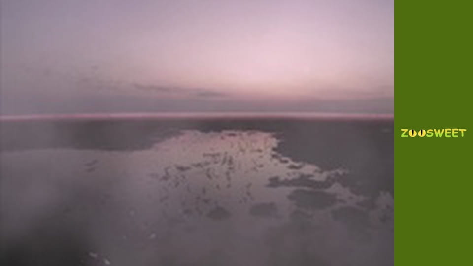 Let's go Wild, Episode 23