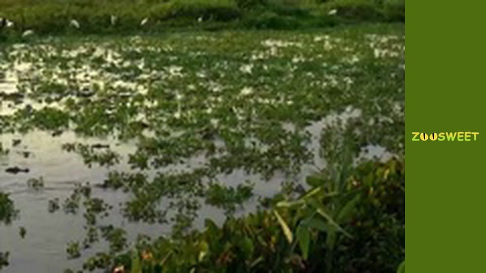 Знайомство з дикою природою, Випуск 23