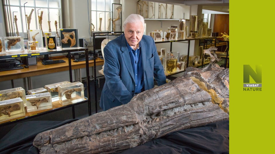 Аттенборо й морський дракон