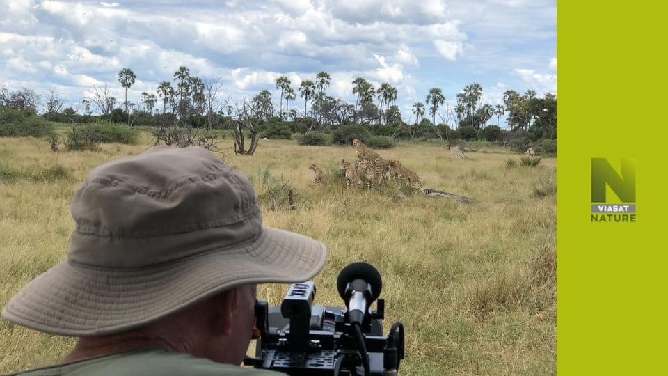 Великі кішки, маленький світ S1E1 - Літні дитинчата