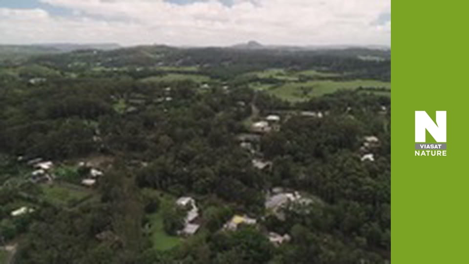 Aussie Snake Wranglers - Brown Bonanza