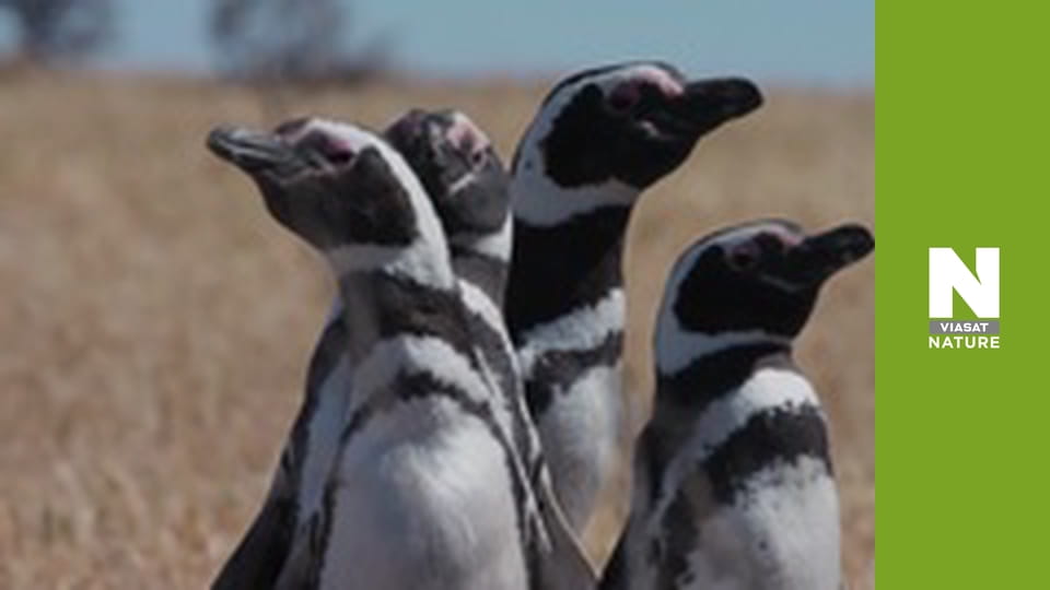 Wild Fighters - The Fight For Family