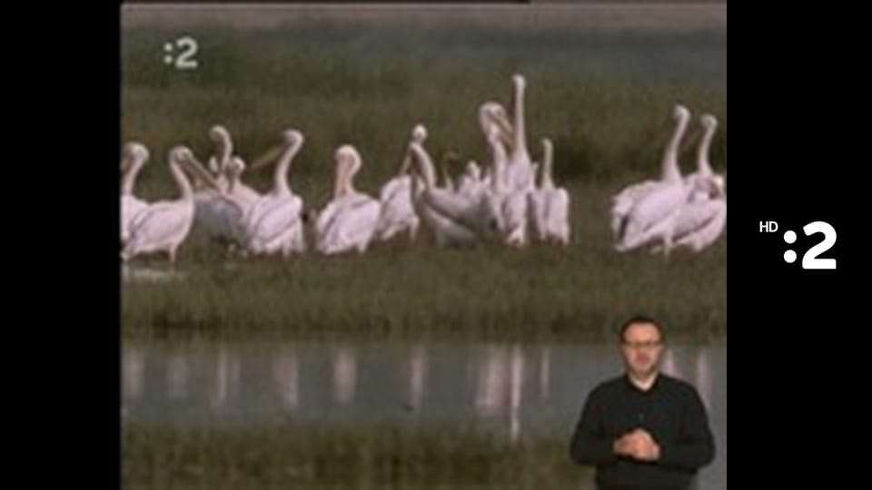 Trpaslíci E76 - Smajlivareška – Smajlátik