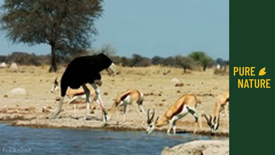 African wildlife: Ostrich, the Flightless Bird