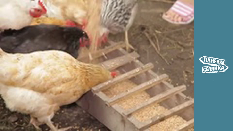 Панянка-селянка, Сезон 5, Випуск 6