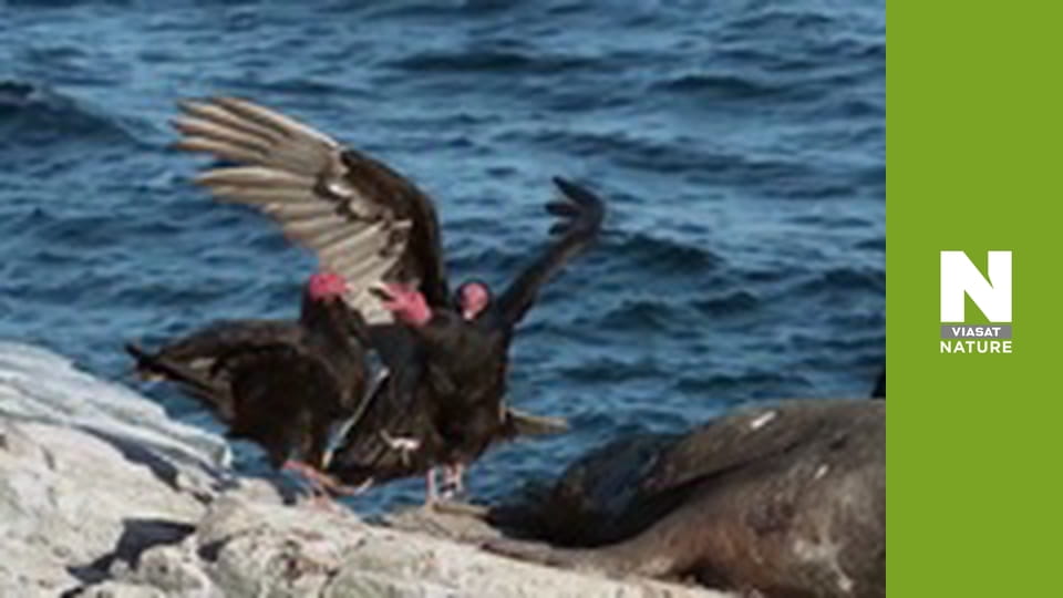 Дикі борці - Боротьба за життя