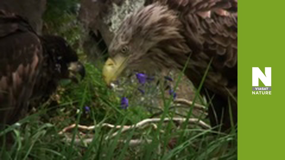 Швидкі атаки природи - Приховані мисливці