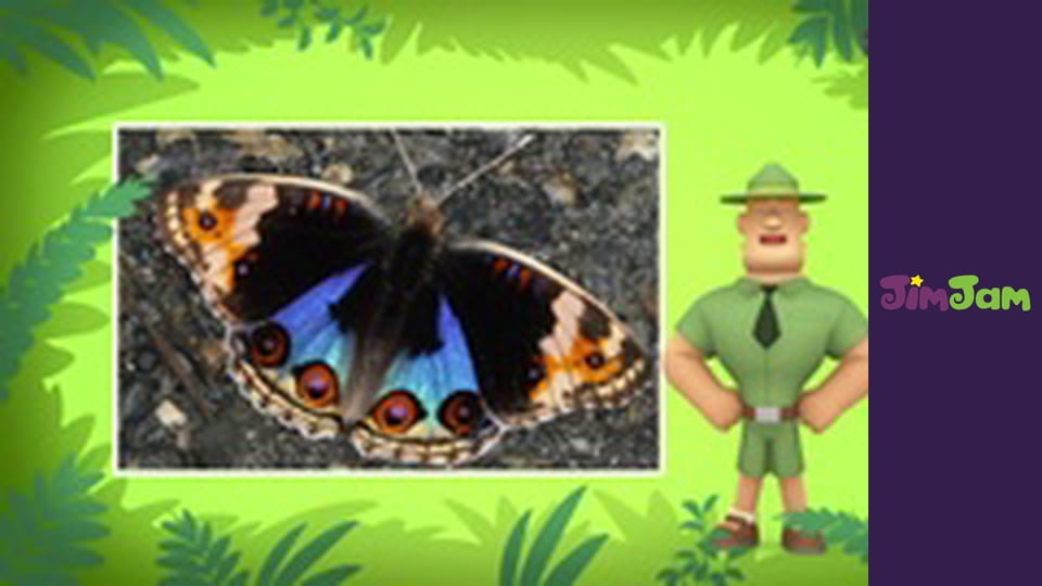 Leo the Wildlife Ranger S2E14 - The Kiwi