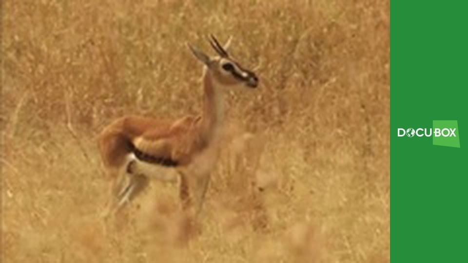 Zabójcza szybkość S1E1 - Sawanna