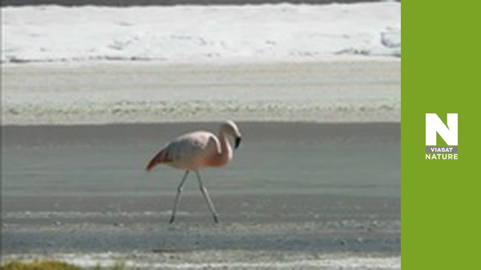 Wildest Latin America - Andes