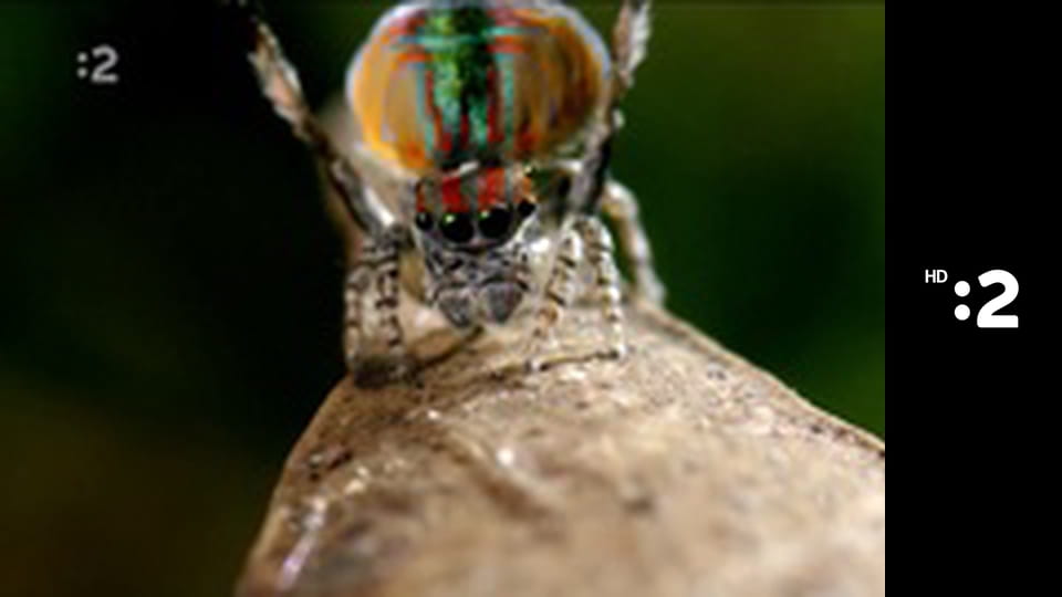 Čudná príroda E12