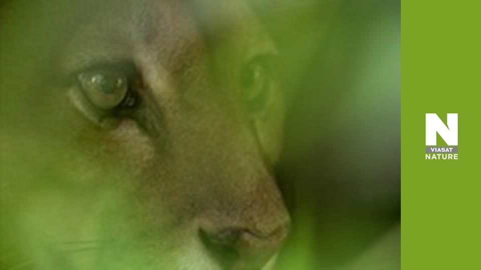 Дика Латинська Америка - Венесуела